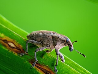 Identification! Curculionoidea Weevil on Green Background, Biological Pest Study
