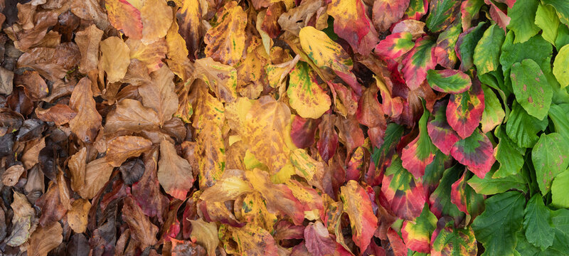 autumn leaves background gradient from brown to yellow to red and green