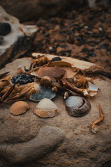 Collection of colorful seashells and marine debris resting on a stone at the beach during a cloudy day