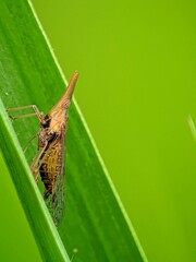 Unique! Planthopper Cicadellidae on Green Leaves, For Entomological Studies.