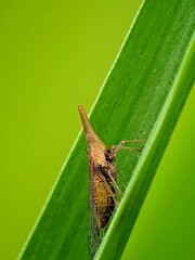 Plant Pests! Leaf-Biting Insects on Green Background, Agricultural Illustration.