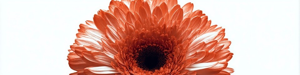 Vibrant Orange Flower Close-up