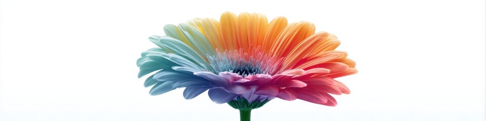 Colorful Blooming Flower Petals