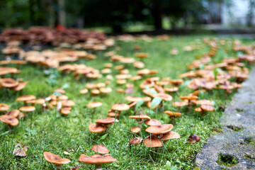 Cluster of wild mushrooms growing on green moss in autumn forest. Natural texture background, seasonal fungi concept, perfect for ecology, biology, food, and forest themes