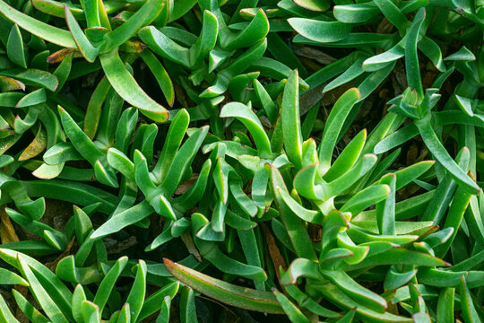 Carpobrotus edulis is a creeping plant with succulent leaves in the genus Carpobrotus, native to South Africa. Its common names include hottentot-fig, sour fig, ice plant, highway ice plant, or vygie