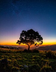 A solitary tree silhouetted against a vibrant sunrise/sunset with a starlit sky