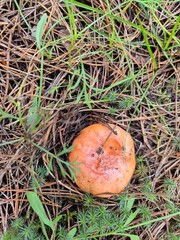 Lactifluus volemus (Carrot milkcap) mushroom growing in the woods edible wild mushroom in Russia