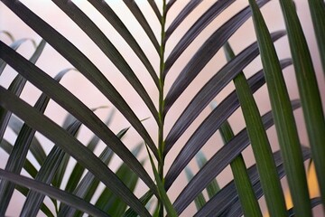 Chamaedorea cataractarum - Cat Palm
