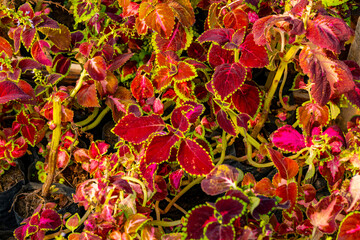 Coleus is a genus of annual or perennial herbs or shrubs, sometimes succulent, sometimes with a fleshy or tuberous rootstock, found in the Afro-Eurasia tropics and subtropics. The relationship among 