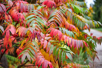 Colorful autumn foliage with vibrant red, yellow, and green leaves. Seasonal fall background, nature close-up, perfect for ecology, environment, landscape, and lifestyle concepts
