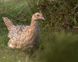 Pheasant (Phasianus colchicus) walking in marsh habitat, Hampshire
