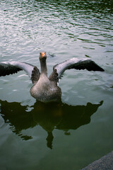 Goose swimming in calm waters of a Danish lake during early morning light
