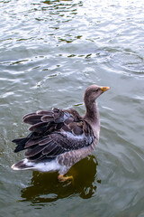 Young goose paddling through the calm water of a lake in Denmark during a sunny day