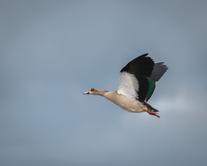 Egyptian Goose (Alopochen aegyptiaca) flying in marsh habitat, Norfolk
