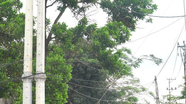 Swallows catch insects in a tangle of electrical wires. Excellent orientation and flight technique. Vietnam