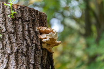 Tree fungus on trunk. A bracket fungus grows on the side of a tree stump. The rough bark contrasts with the pale textured mushroom.