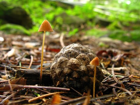 Conocybe sp., also called Jong-beo-seot-sok, refers to delicate mushrooms with conical caps and thin stems, often growing in grasslands and meadows during warm, humid seasons. Photographed in Korea.