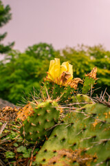 Cactus flower blooming in the serene landscape of Denmark during springtime