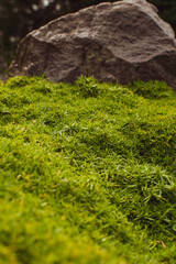 Lush green moss covering stones in a peaceful Danish landscape captures nature's beauty