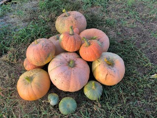pumpkin in the garden