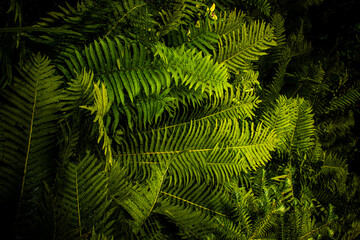 Green ferns create a lush pattern in a Danish forest during a sunny afternoon