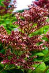Unique flowers bloom in Denmark&rsquo;s vibrant gardens during the summer season showcasing nature's beauty and diversity