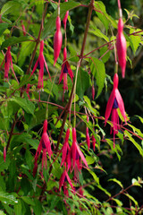Bright pink fuchsia flowers blooming in a Danish garden during summer season