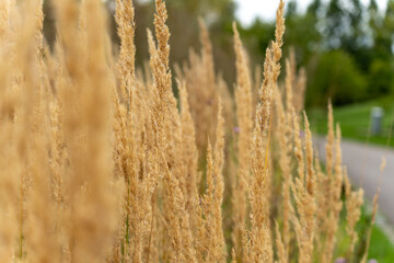 Fototapeta premium Close view of golden grass plumes standing tall. The blurred background emphasizes their texture and detail.