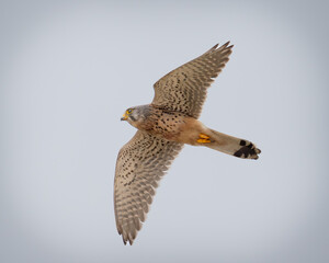 Common Kestrel (Falco tinnunculus) soaring in coastal habitat, Norfolk
