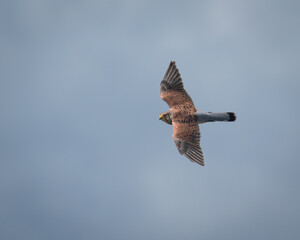 Common Kestrel (Falco tinnunculus) soaring in coastal habitat, Hampshire
