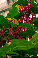 Colorful red plant with green leaves growing in a greenhouse in Denmark