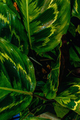 Vibrant green leaves showcase rich patterns in a Danish garden during the afternoon light