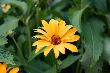 Yellow color Heliopsis genus a herbaceous flower head plant closeup