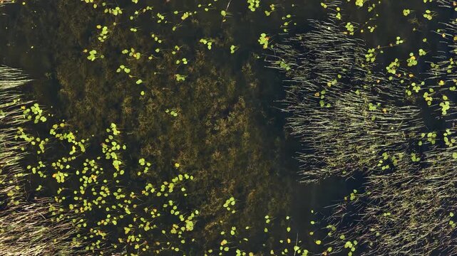 Drone aerial shot showing clusters of floating green leaves and submerged aquatic vegetation in shallow dark water, surrounded by tall reeds.