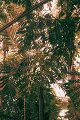 Lush green vegetation creating a serene atmosphere in a Danish outdoor setting