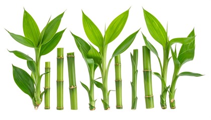 Fresh bamboo stalks and leaves arranged