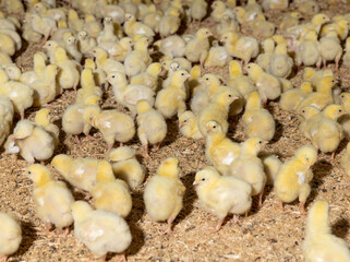 yellow small chickens in a poultry farm on a litter of sawdust, small chickens of a meat breed in yellow fluff , chicken farming to provide meat products