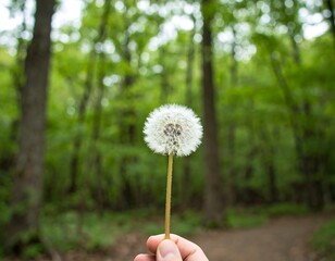 Fototapeta premium A dandelion held in hand, bathed in forest light
