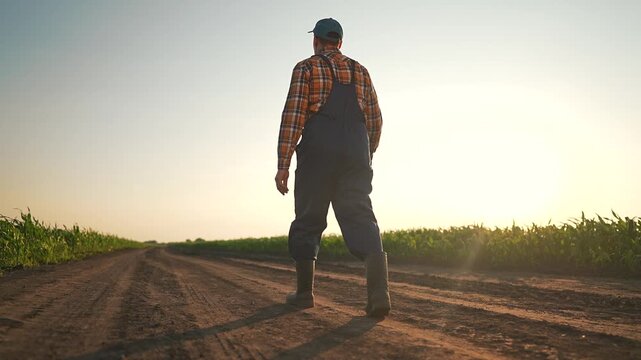 Walking man moves across field edge. Sunset lights path ahead. Dirt collects on boots each step. Man watches corn rows bend. Walking feels calm. Dirt smells fresh. Boots sink slightly in path.