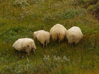 Fototapeta premium Icelandic Sheep Butts