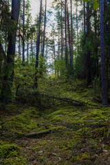 autumn forest with lots of trees and green moss, hilly area in the forest with trees and other plants in the autumn