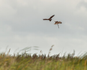 Marsh Harrier (Circus aeruginosus) fighting in marsh habitat, Norfolk
