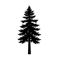 Pine tree isolated on white background