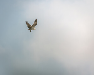 Osprey (Pandion haliaetus) soaring in marsh habitat, Devon
