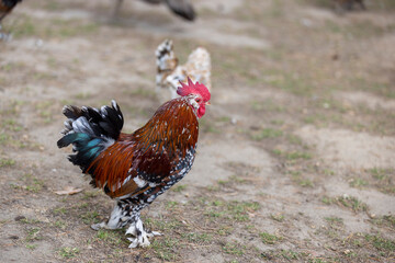 small young chickens with colorful plumage on the territory of the park, colorful chickens in search of food