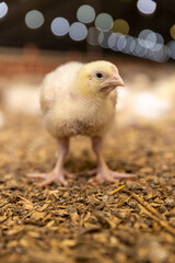 a newly hatched chicken in a large poultry farm, a large number of young yellow-downed chickens in a poultry farm, a breed of chicken broiler for poultry meat production