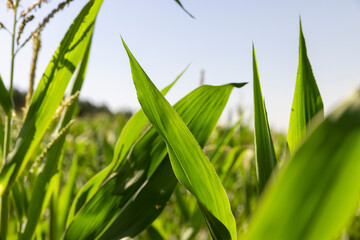 Obraz premium field with unripe corn at spring corn blooming, clear sunny weather without clouds in a field with corn