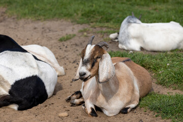 Goats with long ears in a zoo lie on the ground while resting, a group of goats with long ears hang down to regulate the temperature of the animals