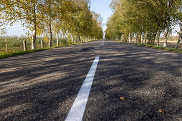 a highway with trees on the side of the road in the autumn season, birches growing along the highway during the autumn leaf fall