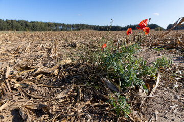 poppy against the blue sky in the autumn season, a beautiful red poppy flower in the field after the corn harvest